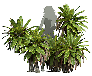 New Plant High detail Neottopteris Nidus Small