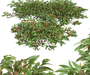 New Plant High detail Pyrrosia Lingua