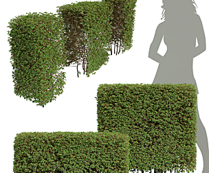 New Plant High detail Pyrrosia Lingua Box Hedge