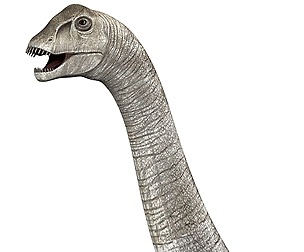 Diplodocus Dinosaur