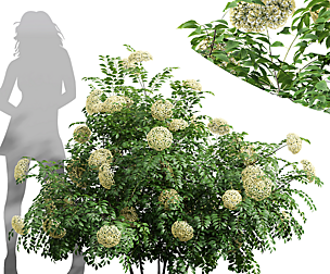 New Plant High detail Sambucus Nigra Bush