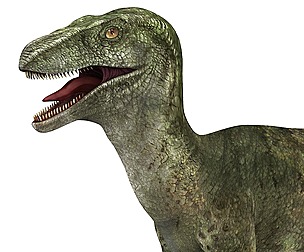 Velociraptor Dinosaur