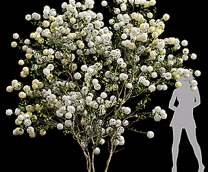 New Plant High Detail Viburnum Macrocephalum