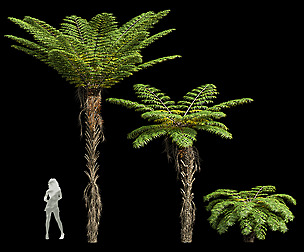 pinulosa Fern Decorative-3 trees