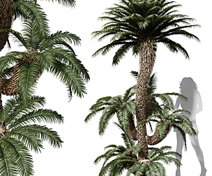 Cycas Revoluta Palmfarn Tree Family