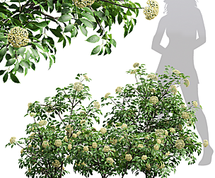 New Plant High detail Sambucus Nigra Small