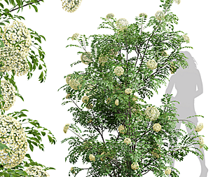 New Plant High detail Sambucus Nigra Tall