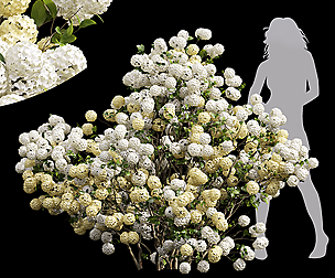 Viburnum Macrocephalum Bush