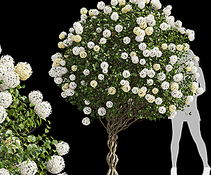 Viburnum Macrocephalum Bush Decorative