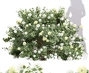 New Plant High Detail Viburnum Opulus Roseum
