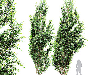Carpinus Betulus Broadleaf Windy