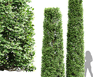 Carpinus Betulus Broadleaf Cigarette