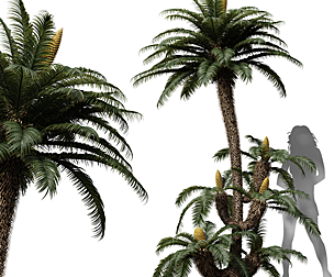 Cycas Revoluta Palmfarn Fruit Tree Family
