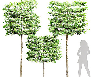 Carpinus Betulus Broadleaf Pole