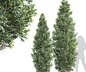 New Tree High detail Carpinus Betulus Bush