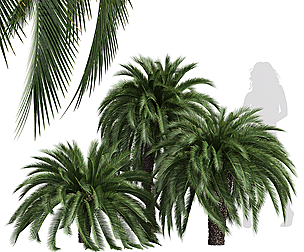 New Tree High detail Macrozamia Moorei Palm