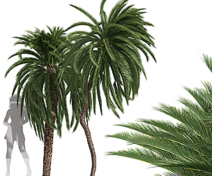 New Tree High detail Macrozamia Moorei Palm Tall