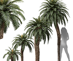 Cycas Revoluta Palmfarn Fruit Tree