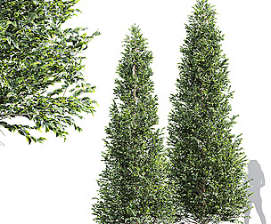 New Tree High detail Carpinus Betulus Tall