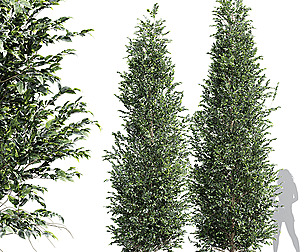 New Tree High detail Carpinus Betulus Med