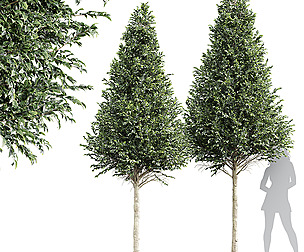 New Tree High detail Carpinus Betulus Cut top
