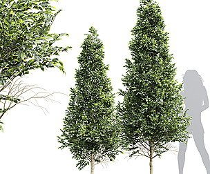New Tree High detail Carpinus Betulus Bush Top Cut