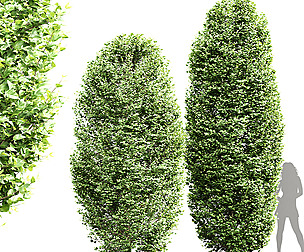 Carpinus Betulus Broadleaf Pellet