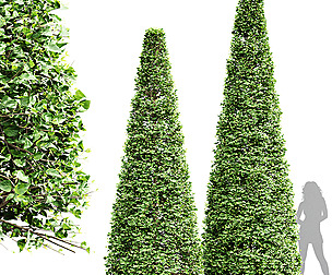 Carpinus Betulus Broadleaf Conical