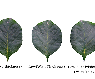 Teak leaf tectona grandis