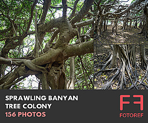 156 photos of Sprawling Banyan Tree Colony