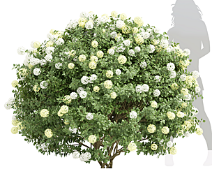 Viburnum Opulus Roseum Bush
