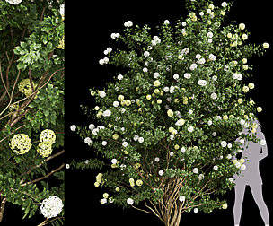 Viburnum Opulus Roseum Tall