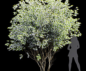 New Tree High detail Amelanchier lamarckii