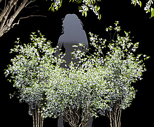 New Tree High detail Amelanchier lamarckii Bush