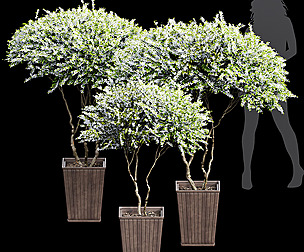 New Tree High detail Amelanchier lamarckii Pot