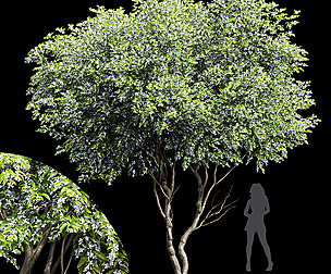 New Tree High detail Amelanchier lamarckii Tree