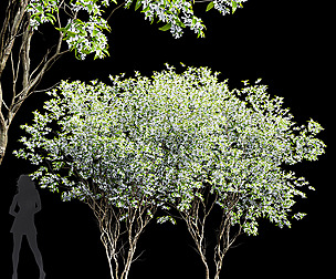 New Tree High detail Amelanchier lamarckii2