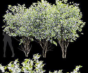 New Tree High detail Amelanchier lamarckii3