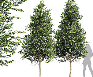 New Tree High detail Carpinus Betulus
