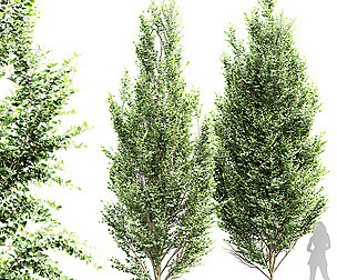 New Tree High Detail Carpinus Betulus Broadleaf