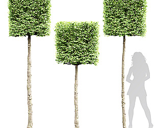 Carpinus Betulus Broadleaf Box B