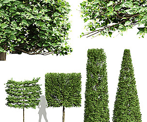 Carpinus Betulus Broadleaf Pole-Box-Cigarette