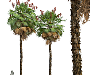 New Plant High detail Acoelorrhaphe Wrightii Fruit