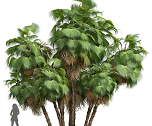 Acoelorrhaphe Wrightii Garden