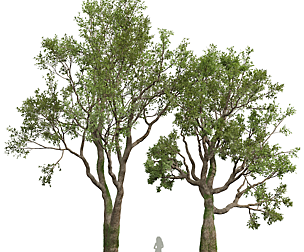 New Plant High detail Angel Oak Live Tree02