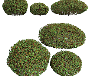 New Plant High detail Pyrrosia Lingua Hedge Sphere