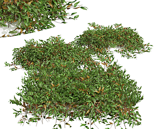 New Plant High detail Pyrrosia Lingua02