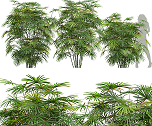 New Plant High detail Rhapis Excelsa