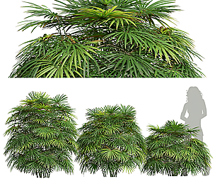 New Plant High detail Rhapis Excelsa Bush