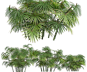 New Plant High detail Rhapis Excelsa Small